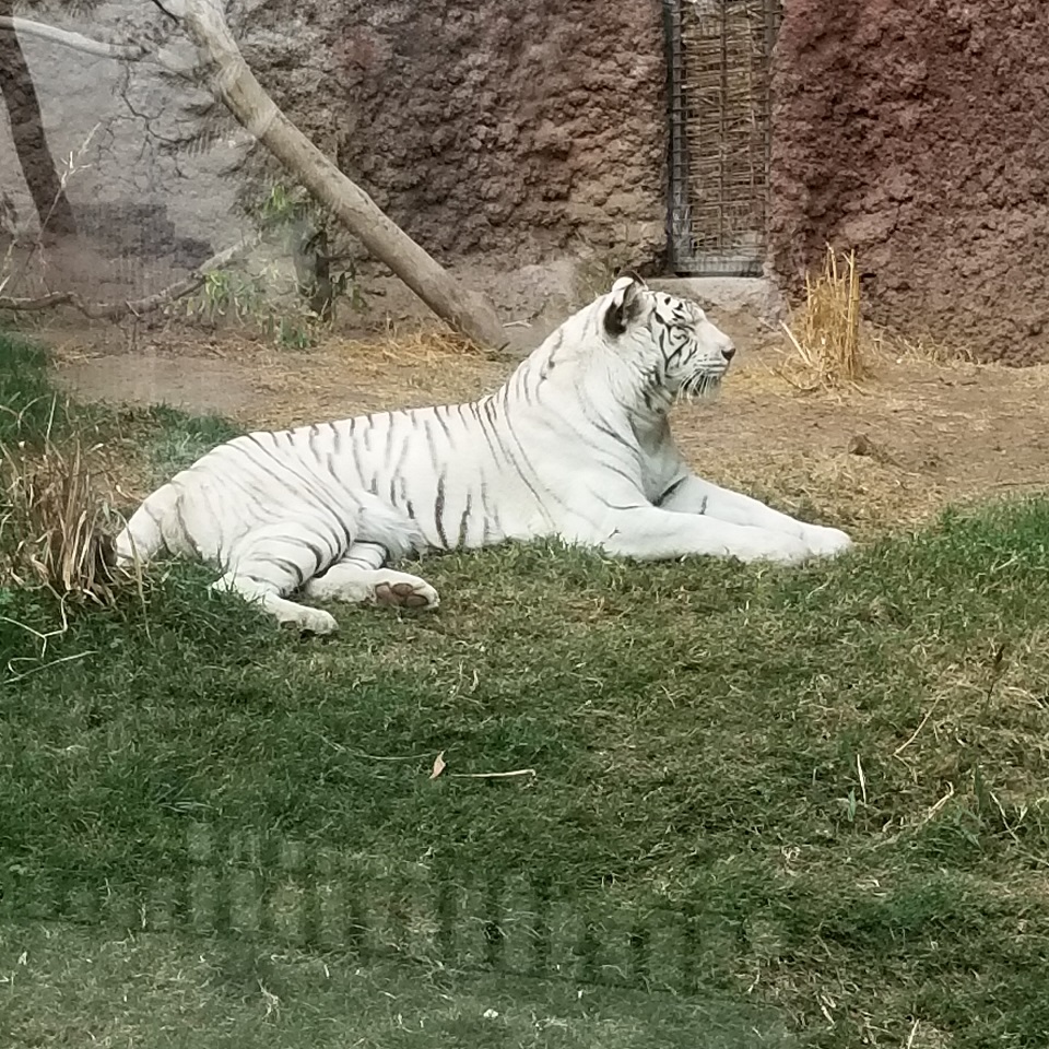 世界一周 チリ サンティアゴ観光 その２ グローバル ゴリラとヒキメガネの冒険